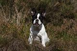BOULEDOGUE FRANCAIS 832